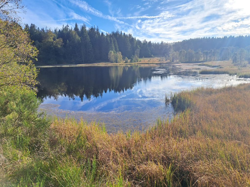 Wood and Lakes